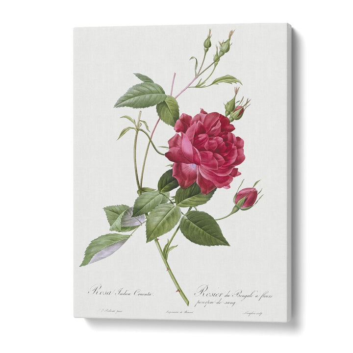 Captivating BLOOD-RED BENGAL ROSE, FLORAL FLOWER PAINTINGS showcasing exquisite botanical art by Pierre-Joseph Redouté.