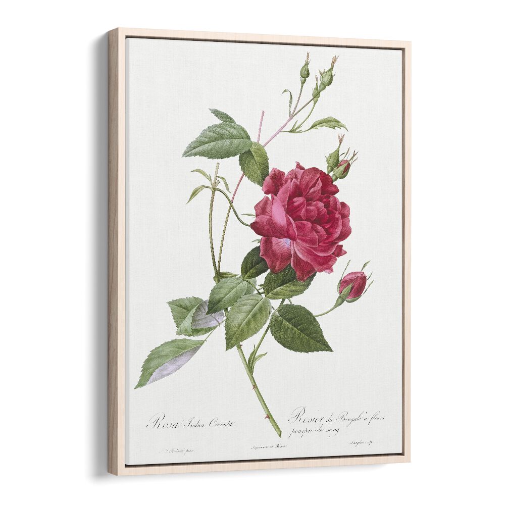 Captivating BLOOD-RED BENGAL ROSE, FLORAL FLOWER PAINTINGS in a stylish oak wood floater frame for elegant decor.