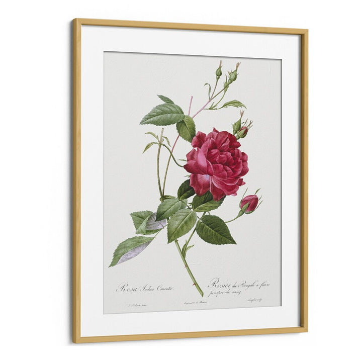 Captivating BLOOD-RED BENGAL ROSE, FLORAL FLOWER PAINTINGS elegantly framed in oak, perfect for botanical art lovers.