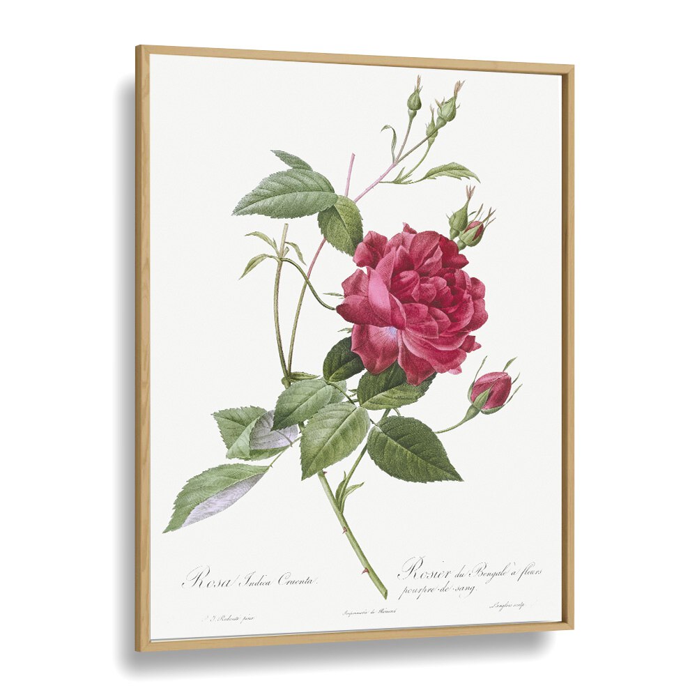 Blooming BLOOD-RED BENGAL ROSE, FLORAL FLOWER PAINTINGS in an elegant oak frame, perfect for any art lover's decor.