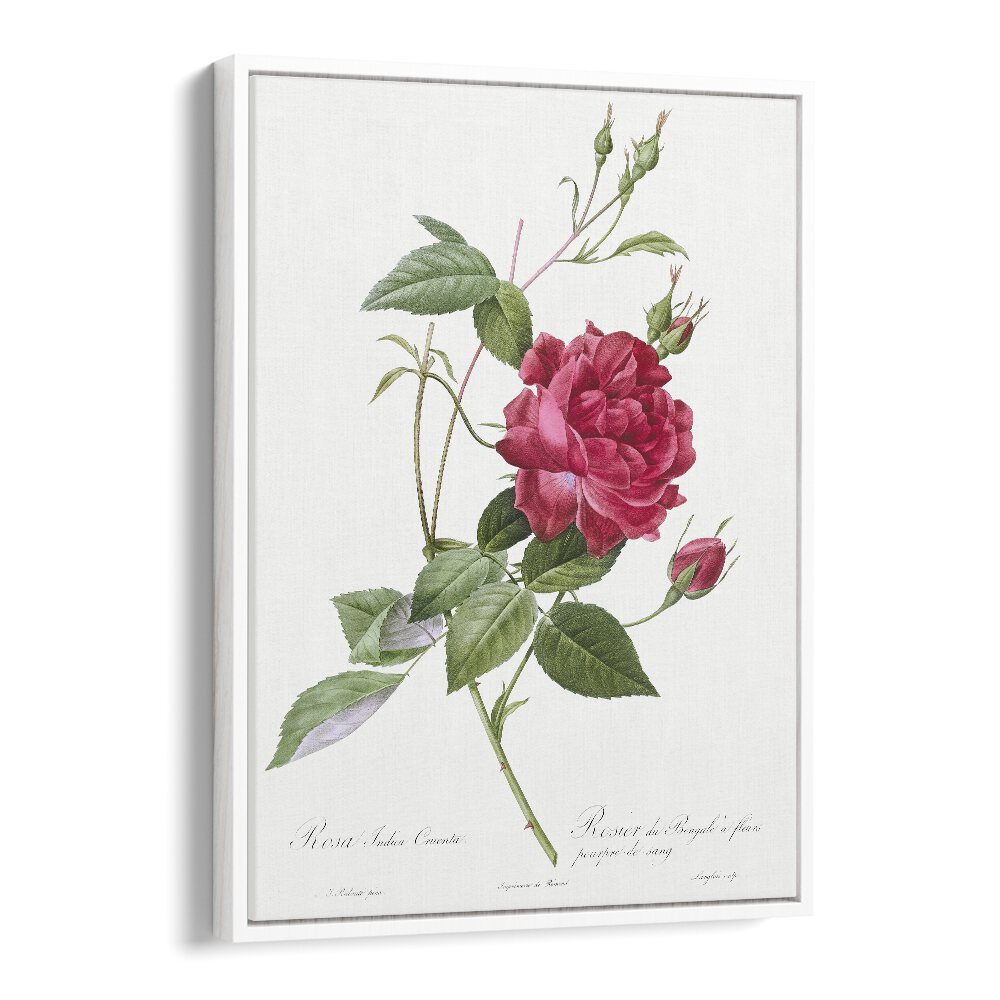 Captivating BLOOD-RED BENGAL ROSE, FLORAL FLOWER PAINTINGS in a white floater frame, perfect for any botanical art lover.