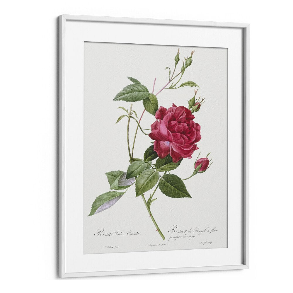 Captivating BLOOD-RED BENGAL ROSE, FLORAL FLOWER PAINTINGS in a white frame, enhancing any decor with elegance.