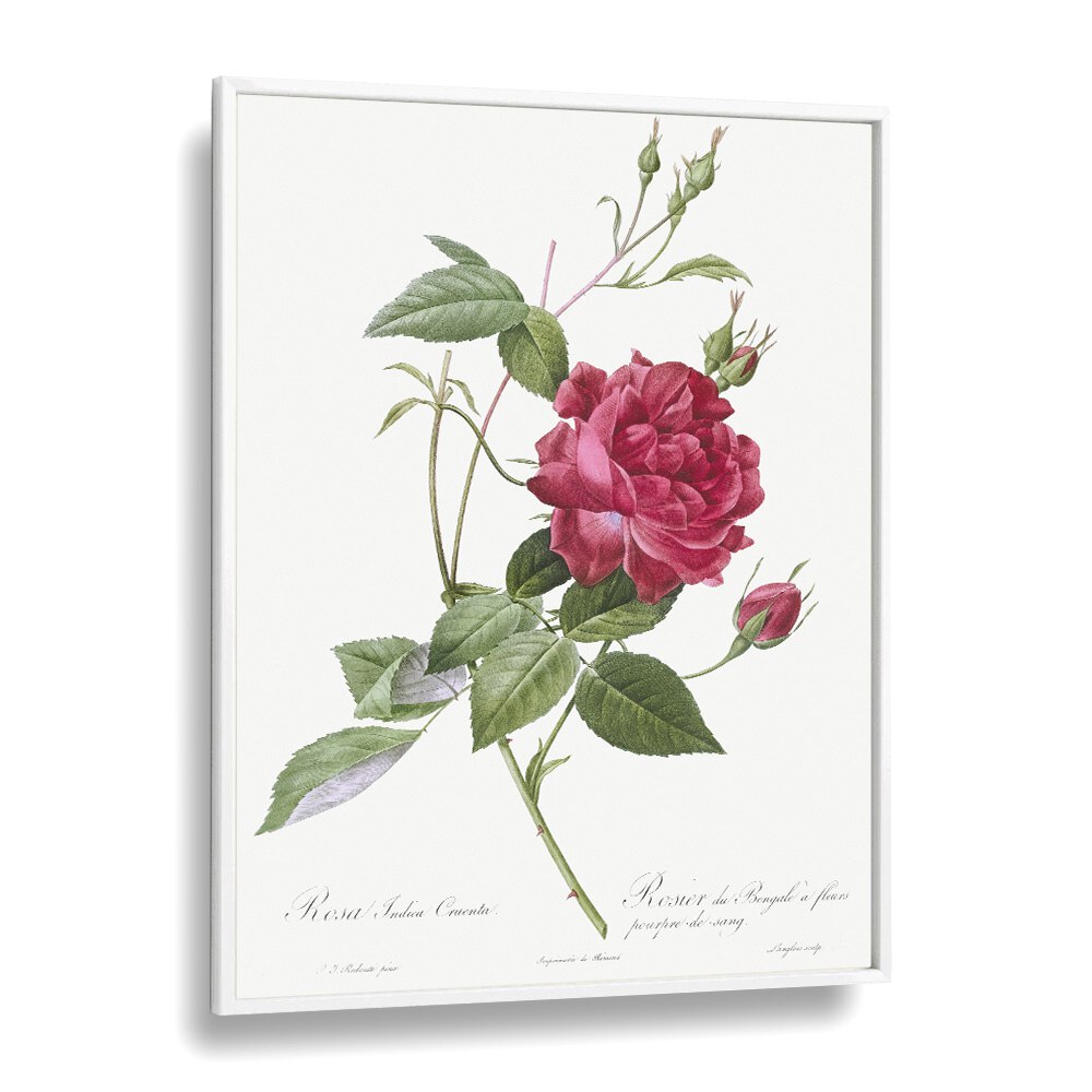 Captivating BLOOD-RED BENGAL ROSE, FLORAL FLOWER PAINTINGS, showcasing intricate botanical artistry in a white frame.
