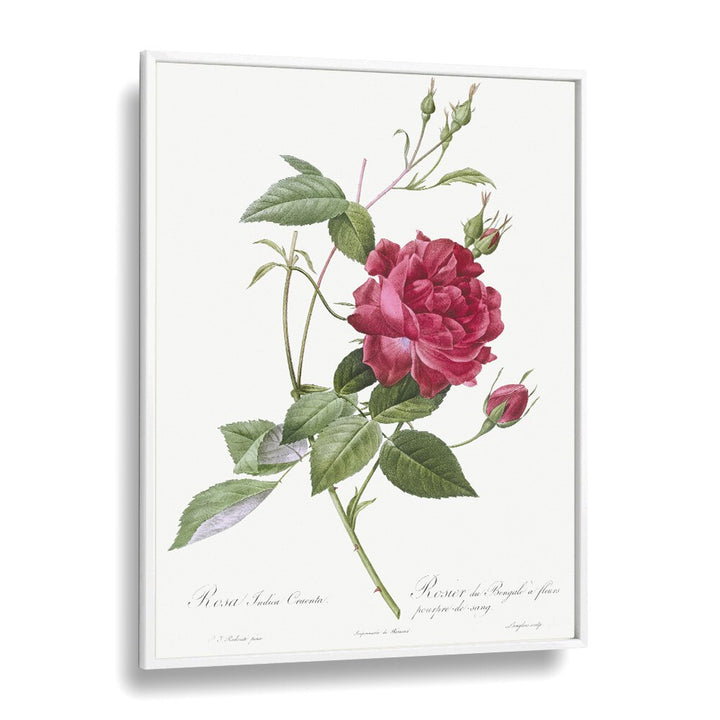 Captivating BLOOD-RED BENGAL ROSE, FLORAL FLOWER PAINTINGS, showcasing intricate botanical artistry in a white frame.