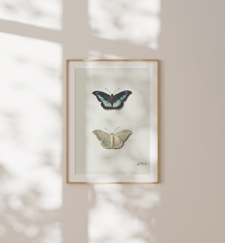 Framed butterflies in the BOTANICAL X GALLERY WALL enhance living room decor with vibrant colors and elegance.