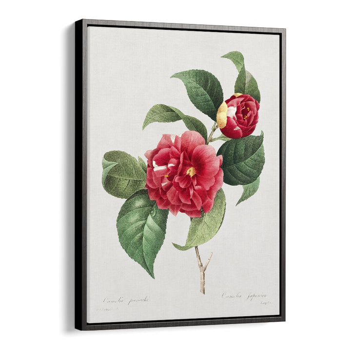 Timeless elegance captured in the CHOIX DES PLUS BELLES FLEURS, FLORAL FLOWER PAINTINGS featuring Camellia japonica.