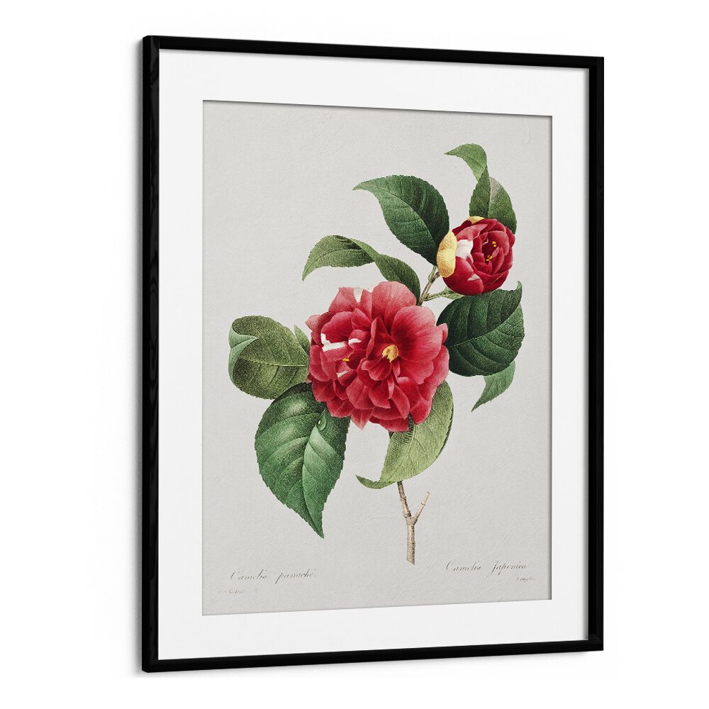 Exquisite CHOIX DES PLUS BELLES FLEURS, FLORAL FLOWER PAINTINGS featuring vibrant Camellia japonica in a stylish black frame.
