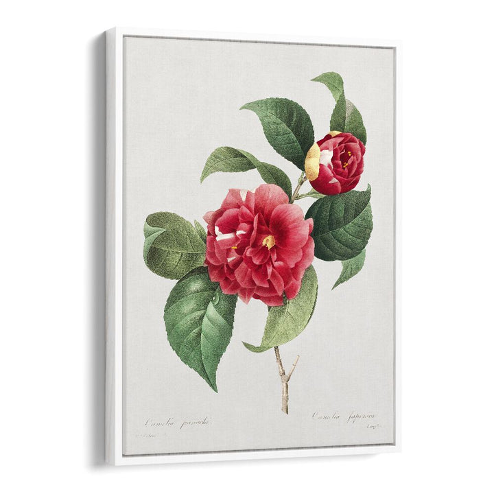 Elegant CHOIX DES PLUS BELLES FLEURS, FLORAL FLOWER PAINTINGS featuring vibrant Camellia japonica in a white floater frame.