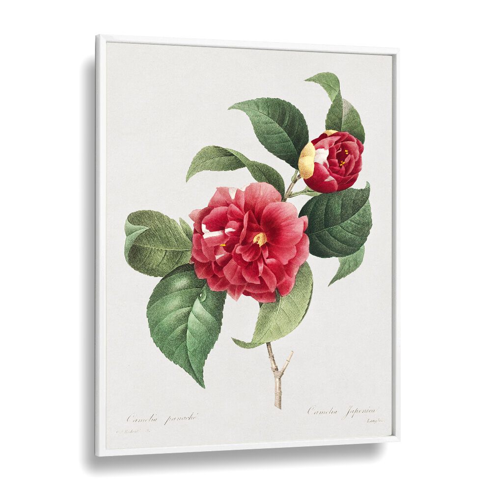 Botanical artwork featuring Camellia japonica in a white frame, part of CHOIX DES PLUS BELLES FLEURS, FLORAL FLOWER PAINTINGS.