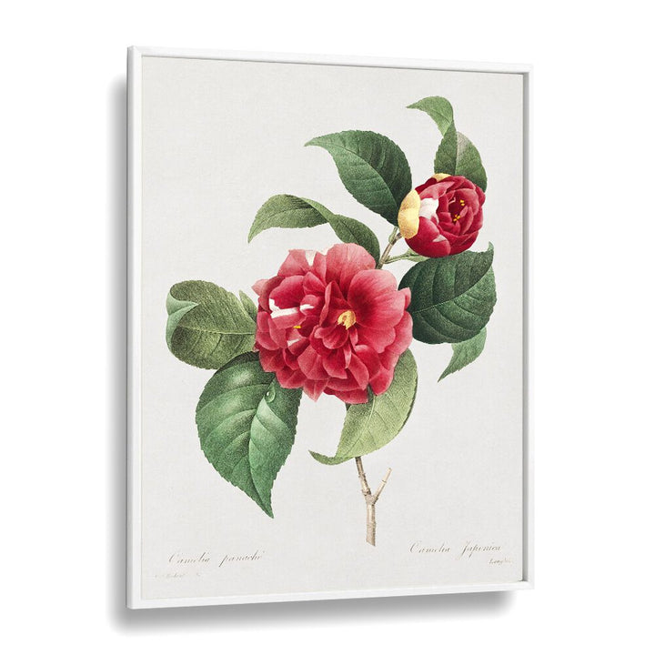 Botanical artwork featuring Camellia japonica in a white frame, part of CHOIX DES PLUS BELLES FLEURS, FLORAL FLOWER PAINTINGS.