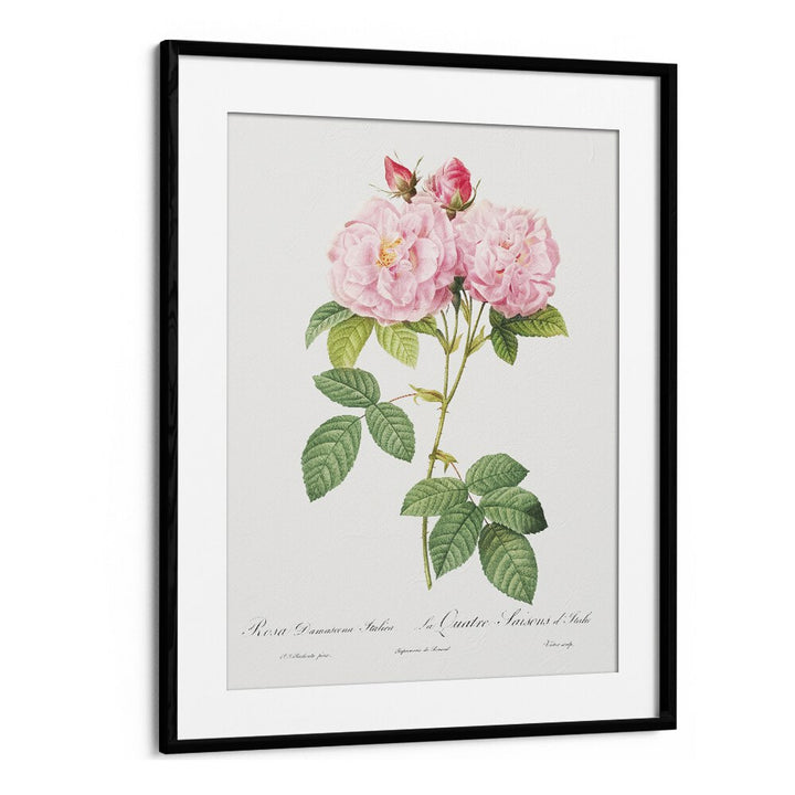 Delight in the elegance of ELEGANZA FLOREALE, FLORAL FLOWER PAINTINGS featuring beautiful pink roses in a black frame.