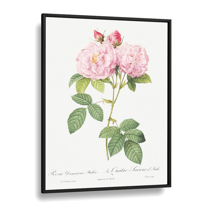 Delicate pink roses framed in black, showcasing ELEGANZA FLOREALE, FLORAL FLOWER PAINTINGS for a vibrant home decor.