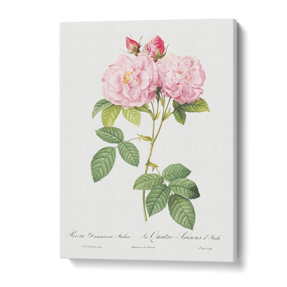 Beautiful pink roses featured in ELEGANZA FLOREALE, FLORAL FLOWER PAINTINGS for a touch of nature in your space.