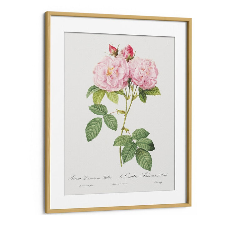 Elegant pink roses featured in ELEGANZA FLOREALE, FLORAL FLOWER PAINTINGS, perfect for transforming your space.