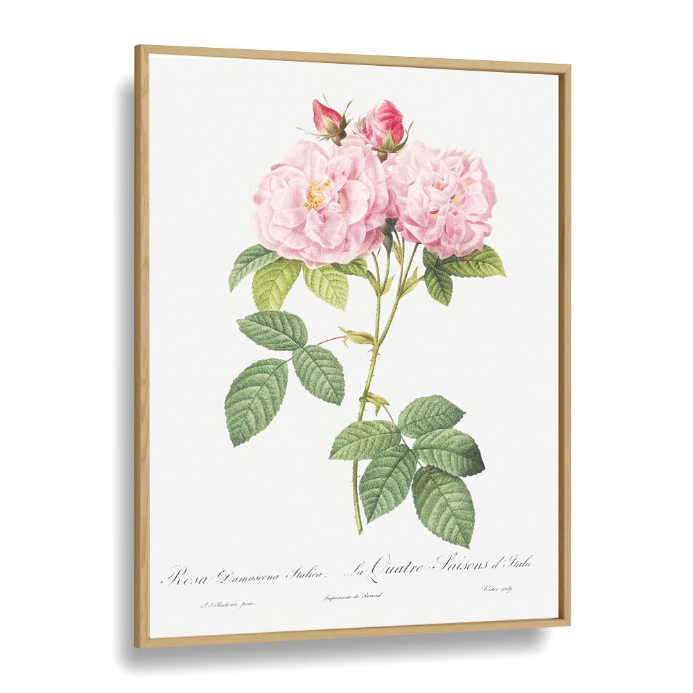 ELEGANZA FLOREALE, FLORAL FLOWER PAINTINGS beautifully showcase pink roses in an elegant oak wood frame.