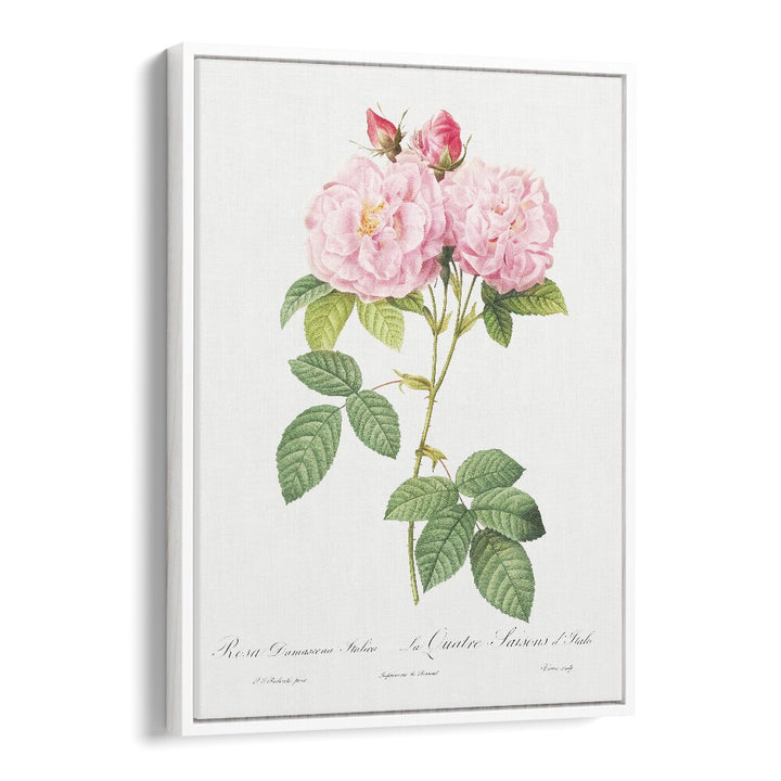 Stunning ELEGANZA FLOREALE, FLORAL FLOWER PAINTINGS featuring delicate pink roses in a white floater frame. Perfect decor!