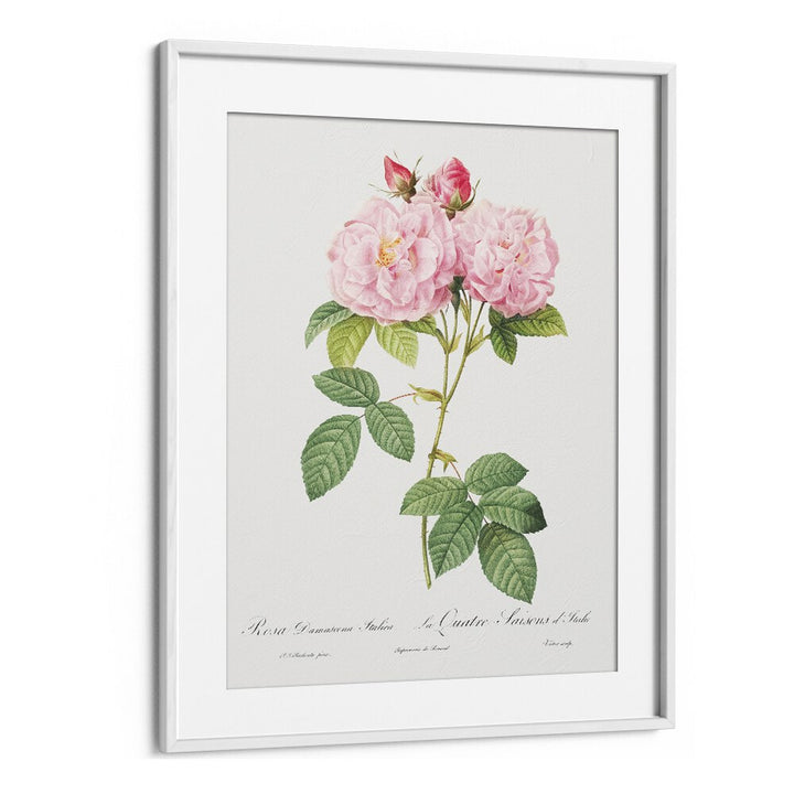 Elegant pink roses in a white frame highlight ELEGANZA FLOREALE, FLORAL FLOWER PAINTINGS for a stunning decor touch.