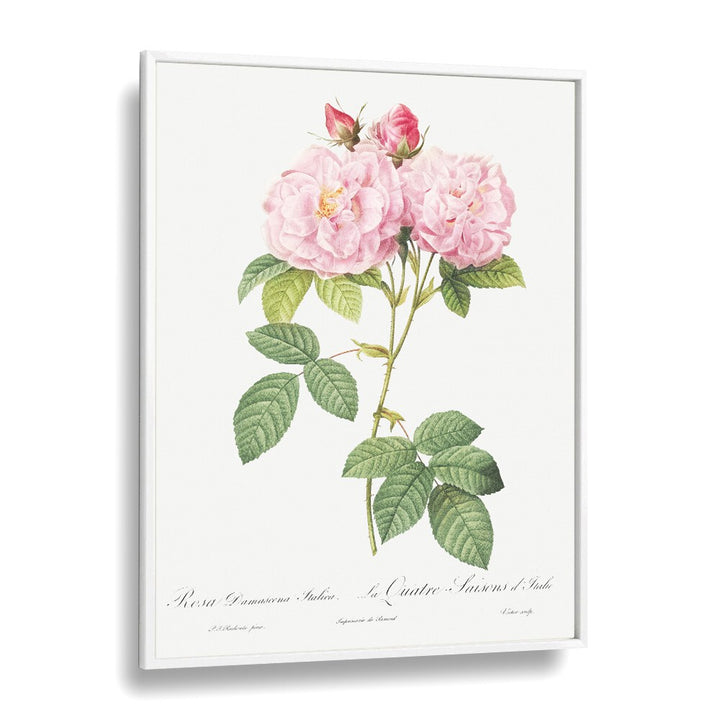 Beautiful pink roses in a white frame, enhancing spaces with ELEGANZA FLOREALE, FLORAL FLOWER PAINTINGS.