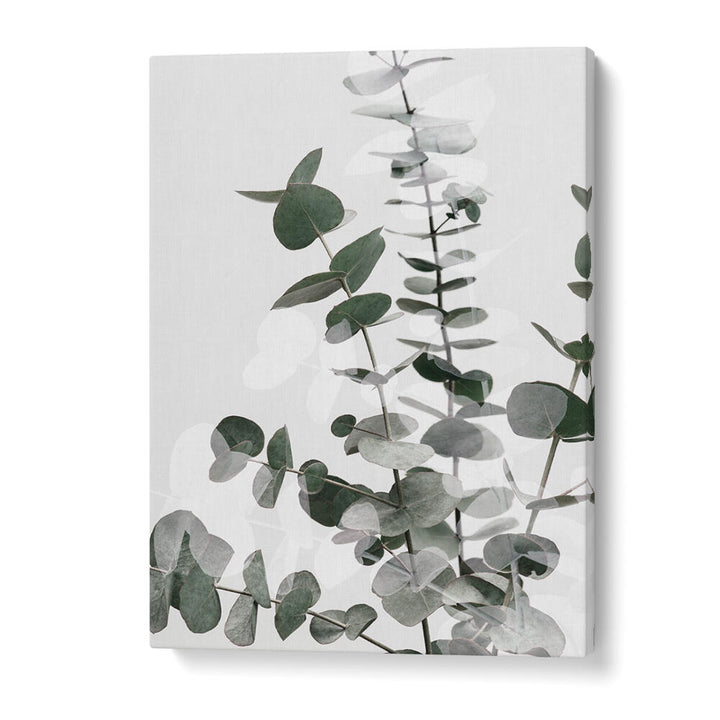 EUCALYPTUS CREATIVE VI, FLORAL FLOWER PAINTINGS showcase stunning eucalyptus leaves, enhancing any living space beautifully.