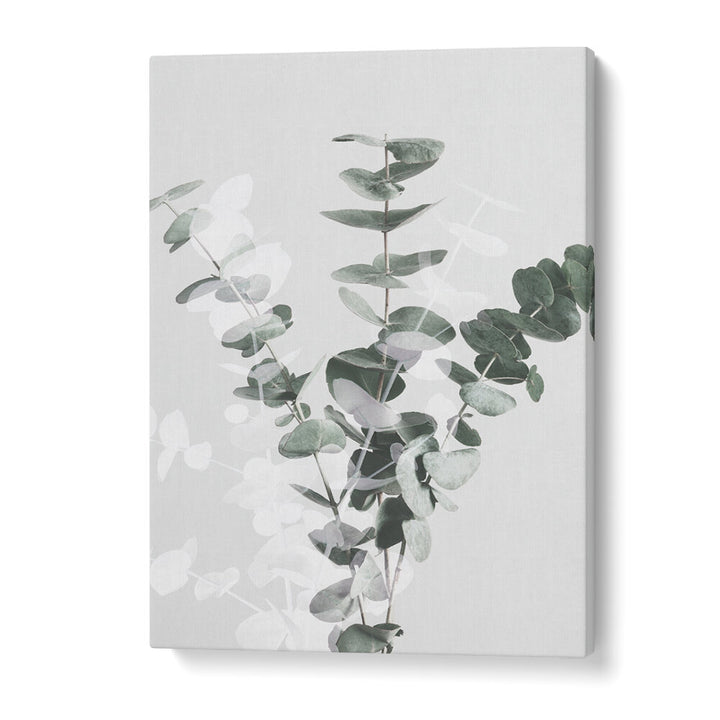 EUCALYPTUS CREATIVE VII, FLORAL FLOWER PAINTINGS showcase elegant eucalyptus leaves on a soft background, perfect for decor.