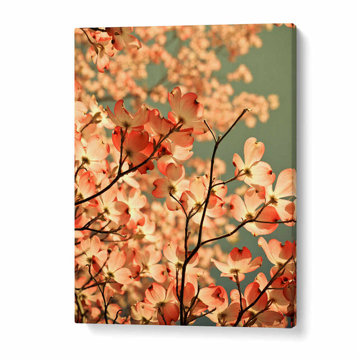 BLOSSOMS AFLOAT , FLORAL FLOWER PAINTINGS