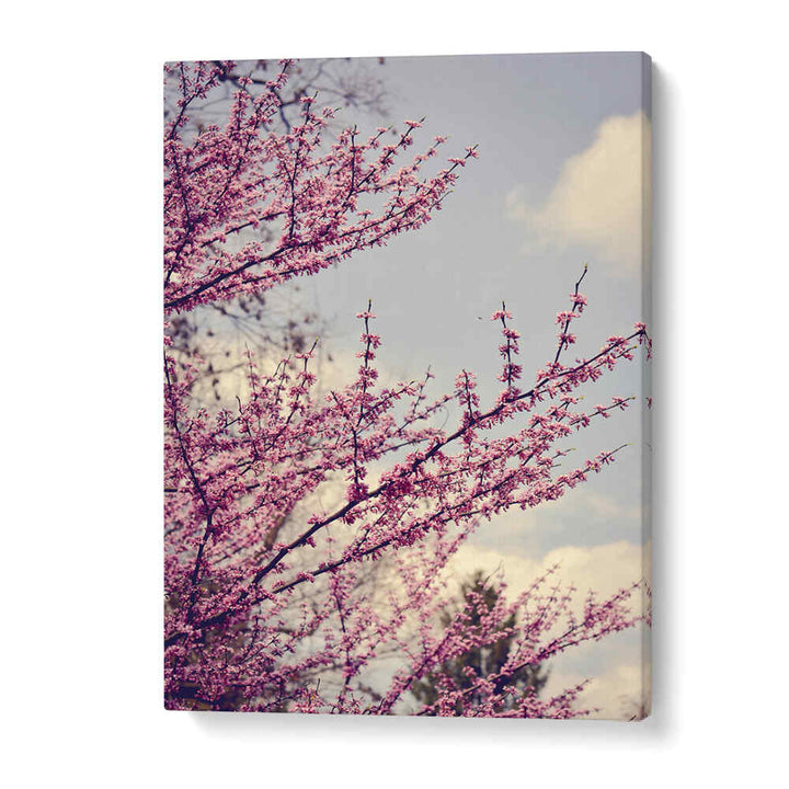 SPRING PHOTOGRAPH , FLORAL FLOWER PAINTINGS