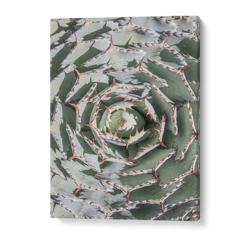 SPIRAL SUCCULENT MAZE , FLORAL FLOWER PAINTINGS gallery-wrap canvas of green agave spiral with pale leaves and spines