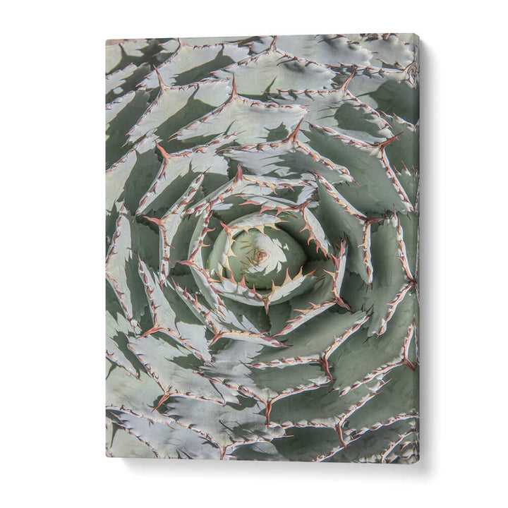 SPIRAL SUCCULENT MAZE , FLORAL FLOWER PAINTINGS gallery-wrap canvas of green agave spiral with pale leaves and spines