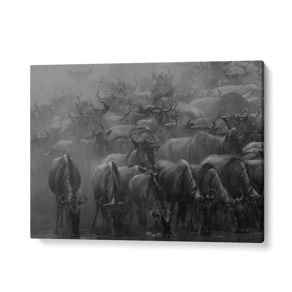 Stunning black and white photography print showcasing "The Great Migration," capturing wildlife in motion.