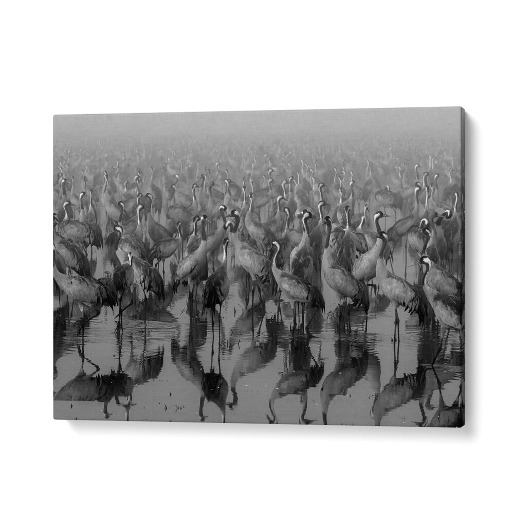 CROSSPOINT, PHOTOGRAPHY PRINTS showcase elegant cranes reflecting in calm waters, perfect for art lovers and photographers.