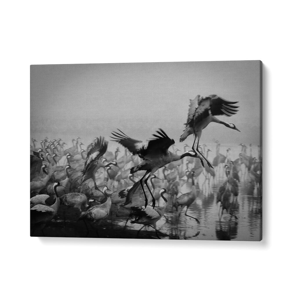 Dynamic scene of cranes in flight, showcasing the beauty of nature. Perfect for TRIO, PHOTOGRAPHY PRINTS enthusiasts.
