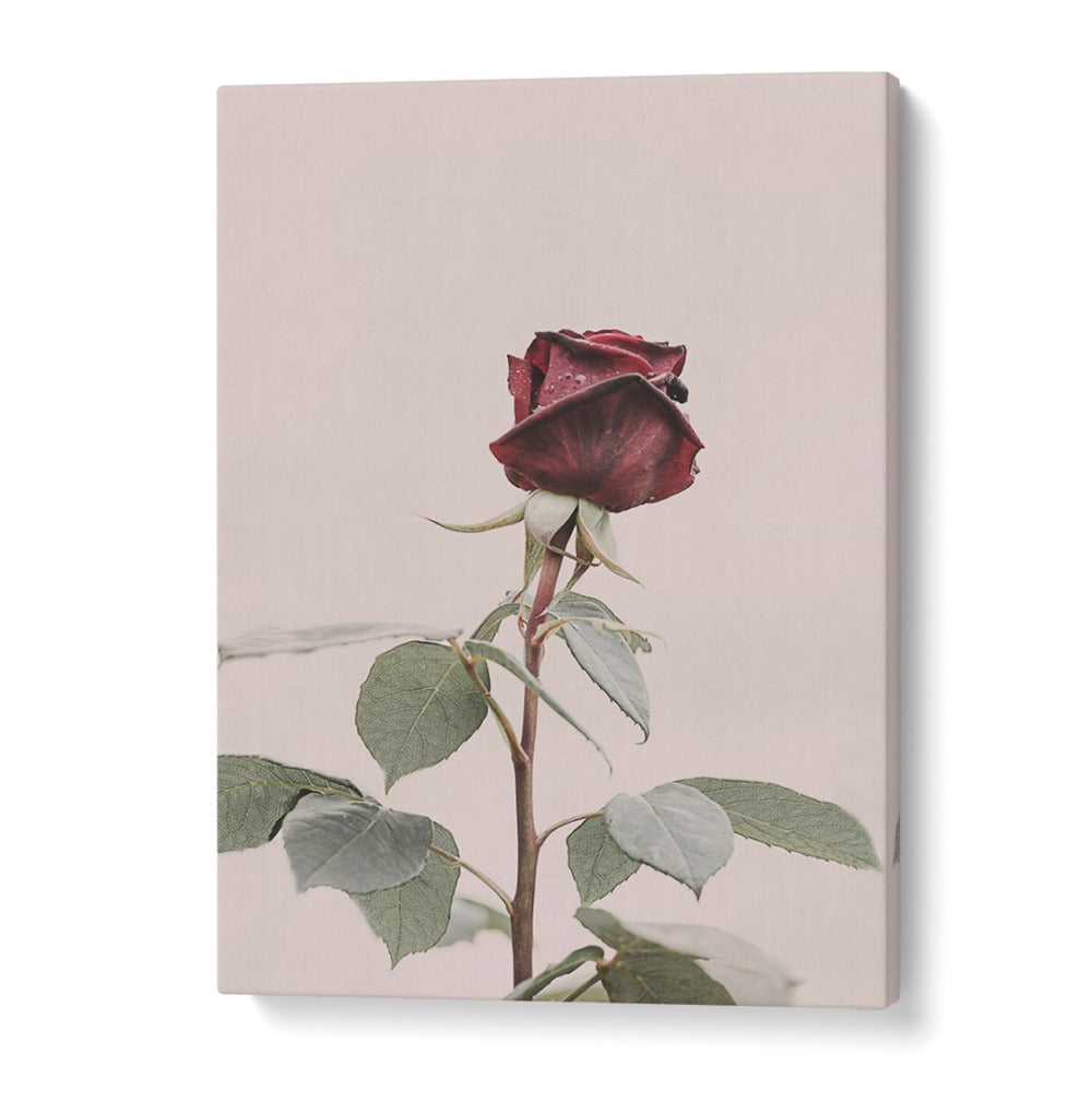 Exquisite ROSE, FLORAL FLOWER PAINTINGS showcasing elegance, perfect for enhancing your home decor and style.