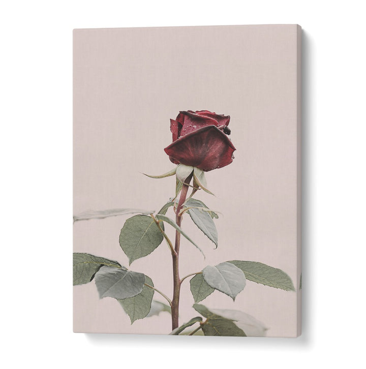 Exquisite ROSE, FLORAL FLOWER PAINTINGS showcasing elegance, perfect for enhancing your home decor and style.
