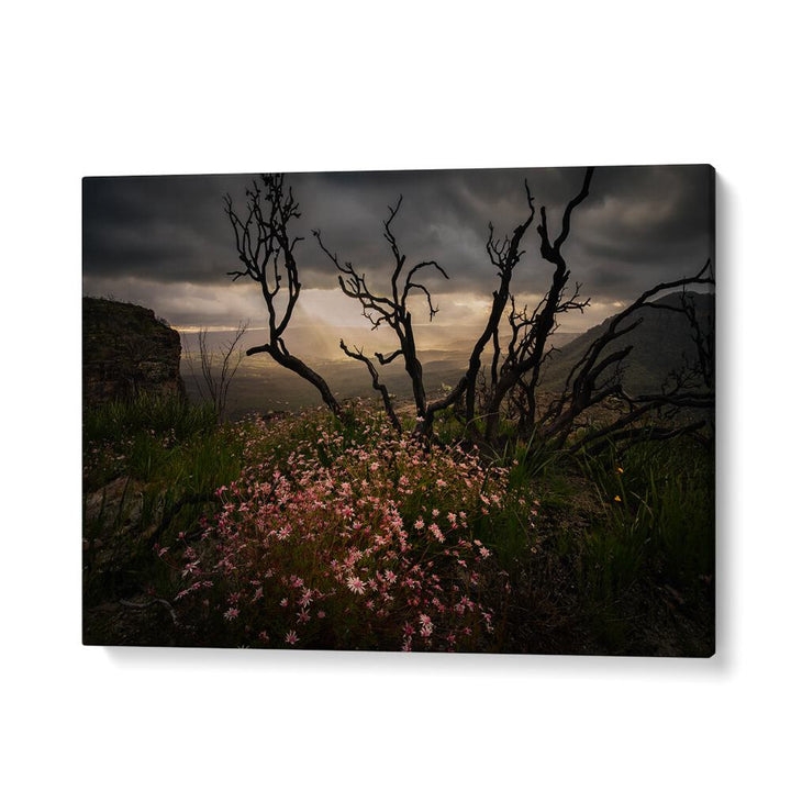 Stunning ACTINOTUS FORSYTHII, PHOTOGRAPHY PRINTS showcasing the beauty of Australian flora against a dramatic landscape.