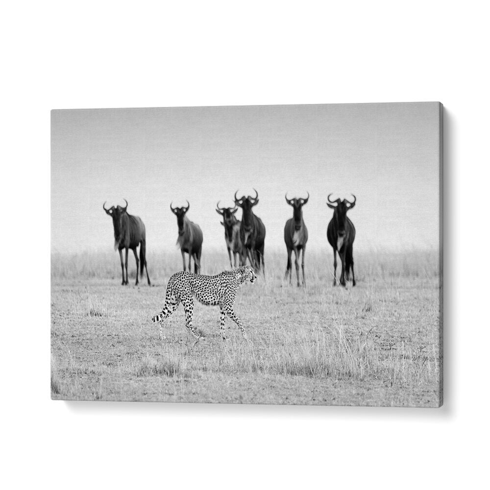 Cheetah walking among wildebeests, showcasing the essence of MUTUAL WATCHING, PHOTOGRAPHY PRINTS for nature lovers.