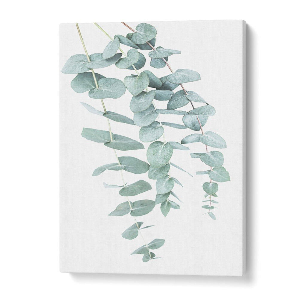 EUCALYPTUS I, FLORAL FLOWER PAINTINGS showcase elegant eucalyptus leaves, perfect for enhancing your living space.