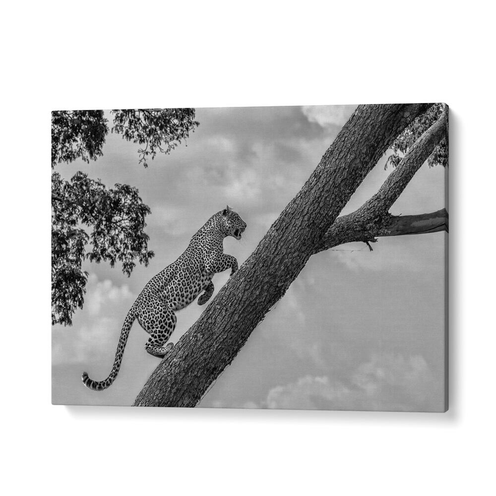 Leopard climbing a tree captured in stunning black and white as part of CLIMB UP, PHOTOGRAPHY PRINTS collection.