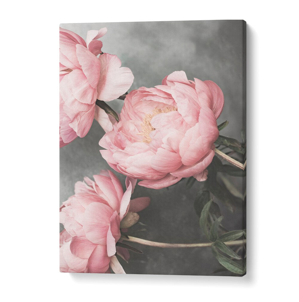 Delicate pink peonies featured in ROSE II, FLORAL FLOWER PAINTINGS for an elegant home decor touch.