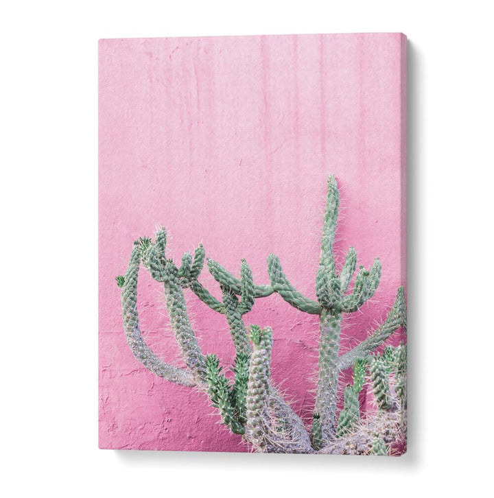 Brighten your space with CACTUS ON PINK, FLORAL FLOWER PAINTINGS featuring vibrant cactus against a soft pink backdrop.