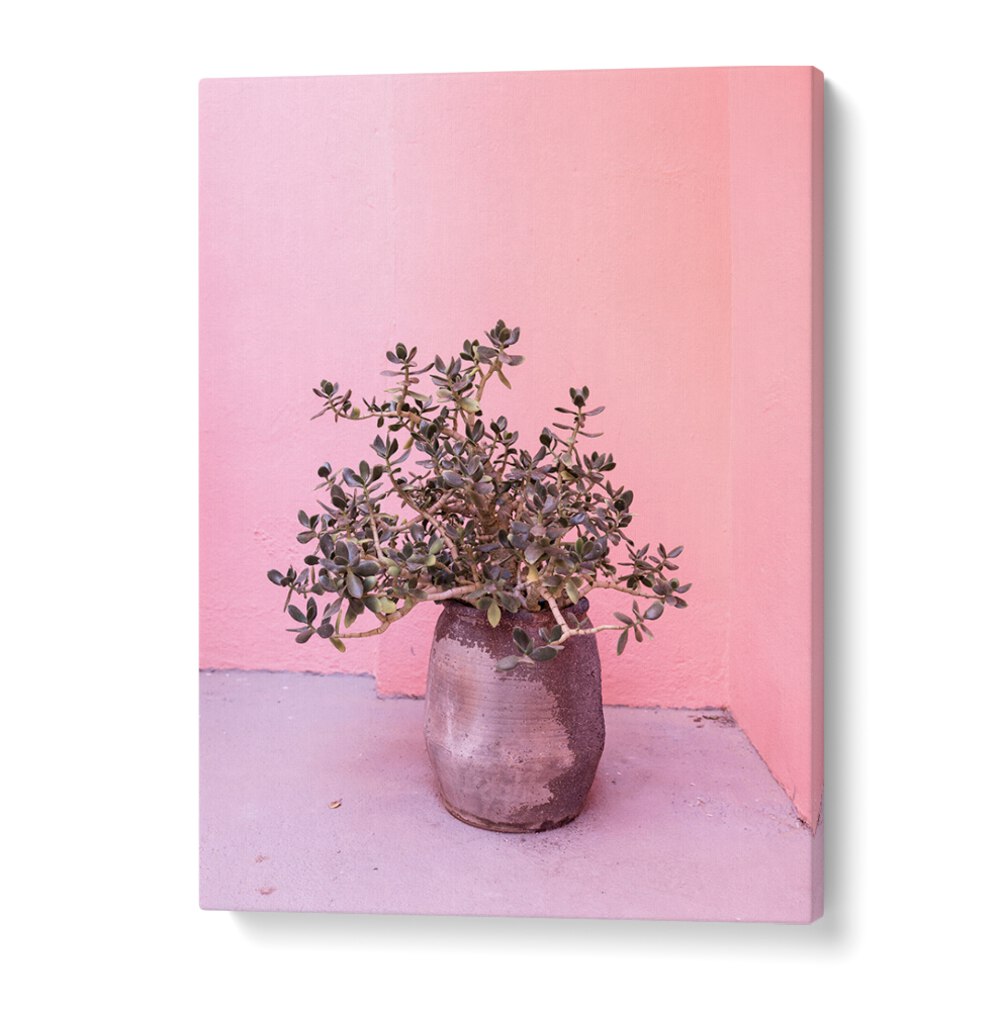 SPANISH RUSTIC SUCCULENT, FLORAL FLOWER PAINTINGS enhance your space with vibrant greenery and artistic charm.