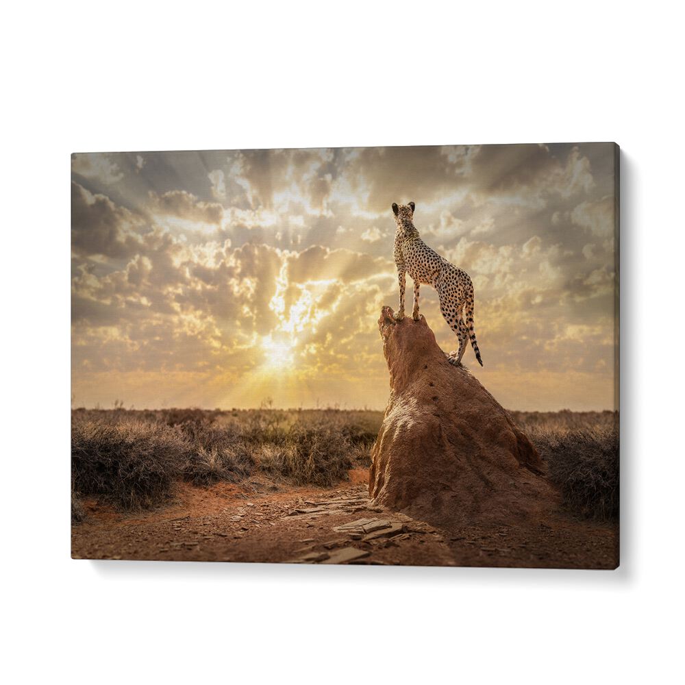 SUNDOWN CHEETAH, PHOTOGRAPHY PRINTS captures a majestic cheetah against a stunning sunset backdrop.