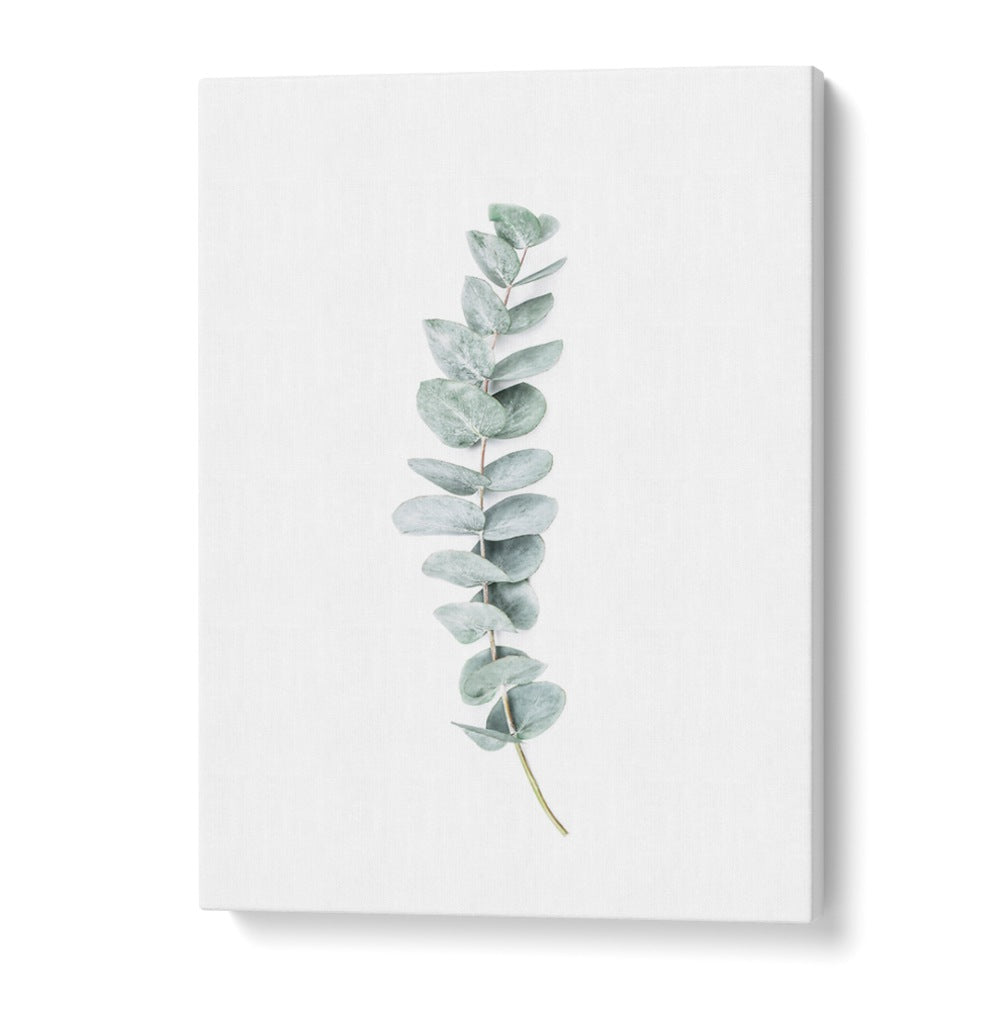 EUCALYPTUS II, FLORAL FLOWER PAINTINGS showcase soothing eucalyptus leaves on a clean background for a tranquil ambiance.