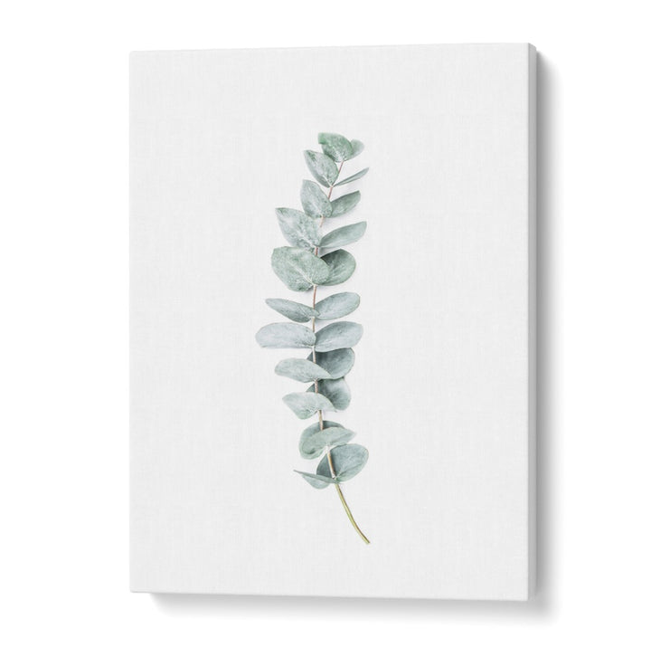 EUCALYPTUS II, FLORAL FLOWER PAINTINGS showcase soothing eucalyptus leaves on a clean background for a tranquil ambiance.