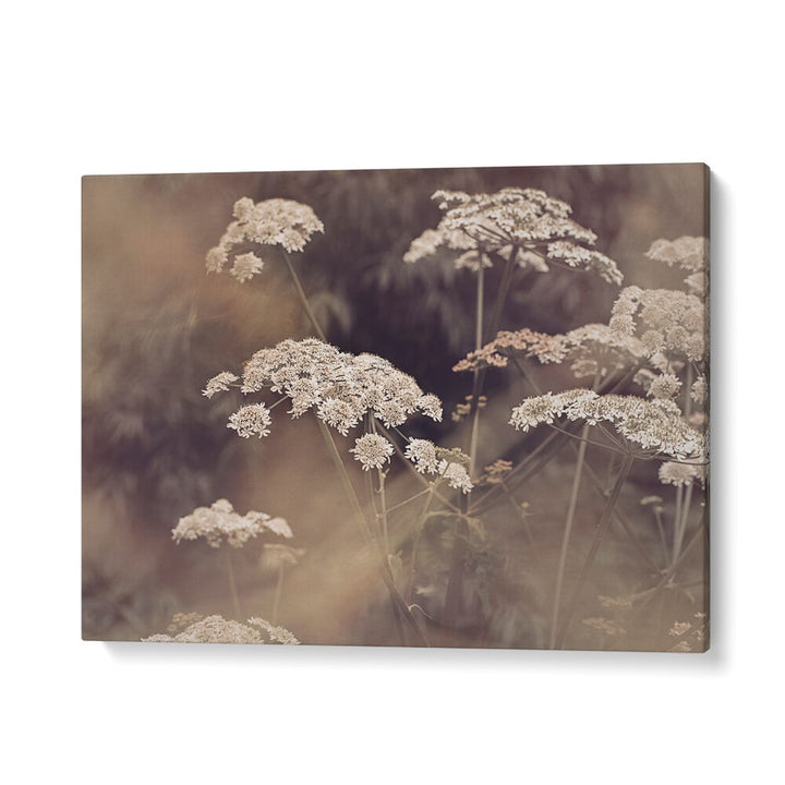 Delicate WILD PARSLEY blooms showcased in stunning FLORAL FLOWER PAINTINGS, perfect for enhancing your decor.
