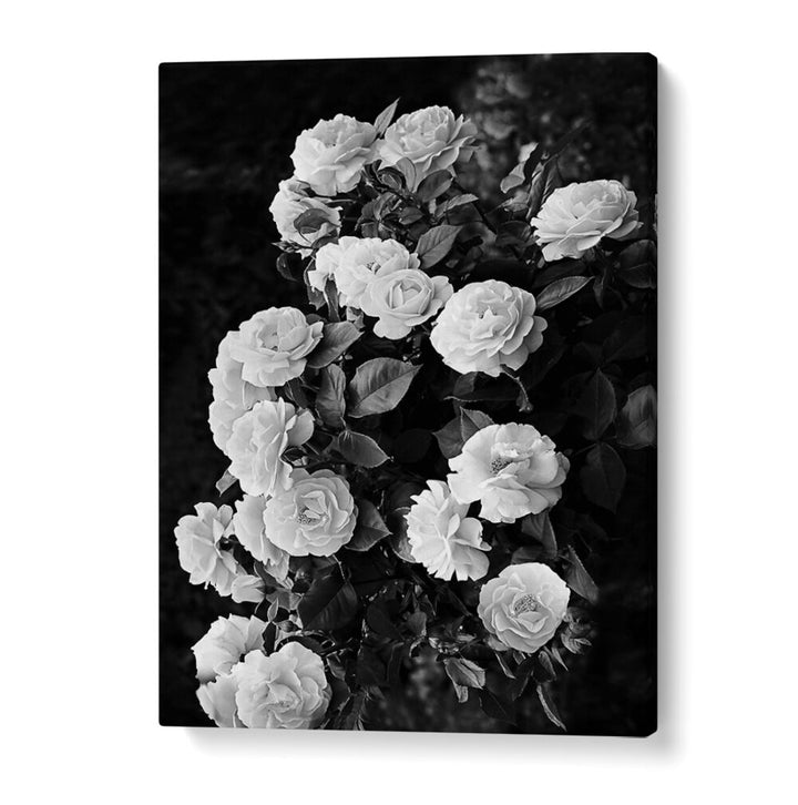 Elegant black and white ROSE BUSH, FLORAL FLOWER PAINTINGS showcasing stunning blooms for your garden decor.