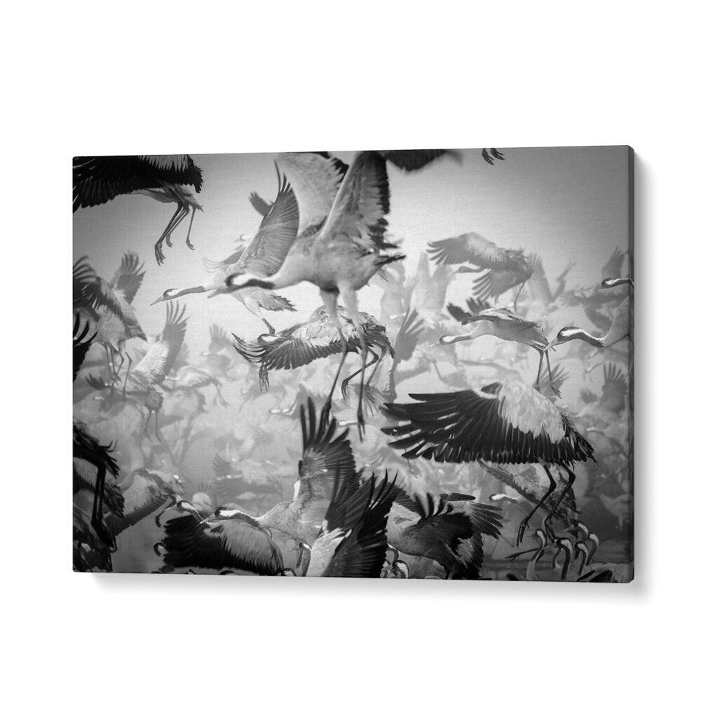 Dynamic scene of flying cranes showcasing the beauty of CHAOS, PHOTOGRAPHY PRINTS for art lovers.