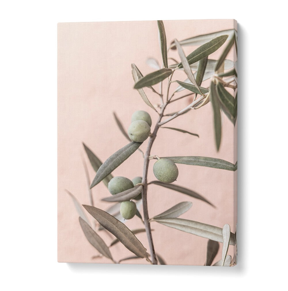 Elegant OLIVES , FLORAL FLOWER PAINTINGS showcasing handpicked olives against a soft pink background, perfect for decor.