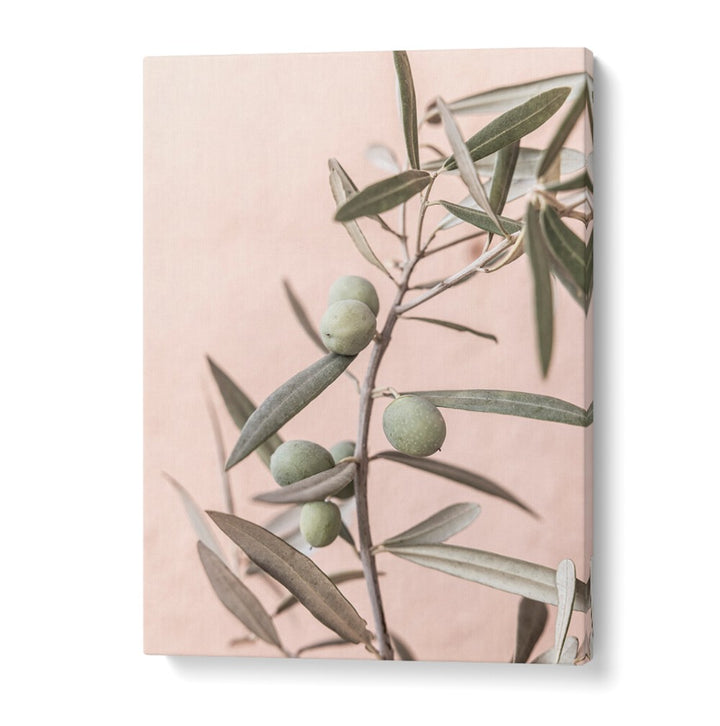 Elegant OLIVES , FLORAL FLOWER PAINTINGS showcasing handpicked olives against a soft pink background, perfect for decor.