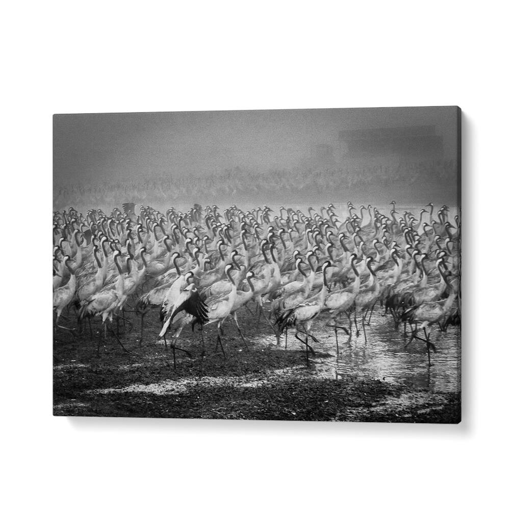Stunning BIRD CITY, PHOTOGRAPHY PRINTS feature a flock of cranes in dynamic action, celebrating nature's beauty.