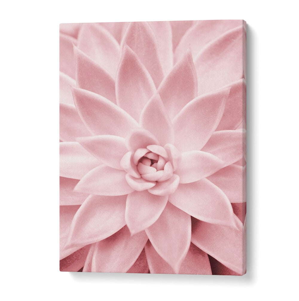 Stunning PINK SUCCULENT floral flower painting, perfect for enhancing home decor with beauty and low-maintenance appeal.